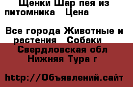 Щенки Шар пея из питомника › Цена ­ 25 000 - Все города Животные и растения » Собаки   . Свердловская обл.,Нижняя Тура г.